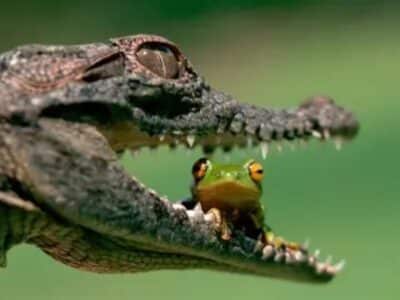 Wyprawa Meksyk, Belize, Gwatemala