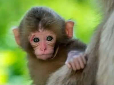 Wyprawa Meksyk, Belize, Gwatemala